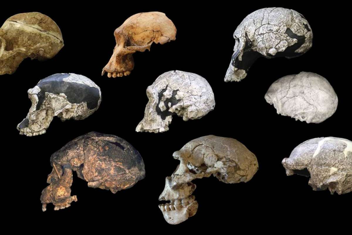 Mass Resignation Rocks Journal of Human Evolution Over Publisher Disputes